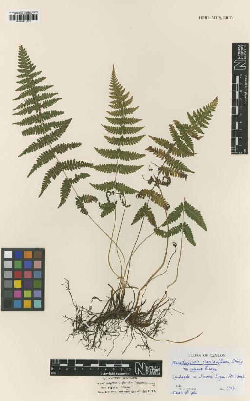 Metathelypteris flaccida subsp. repens Sledge - BM001044508