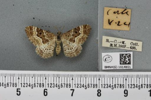 Epirrhoe alternata alternata (Müller, 1764) - BMNHE_1614801_315851