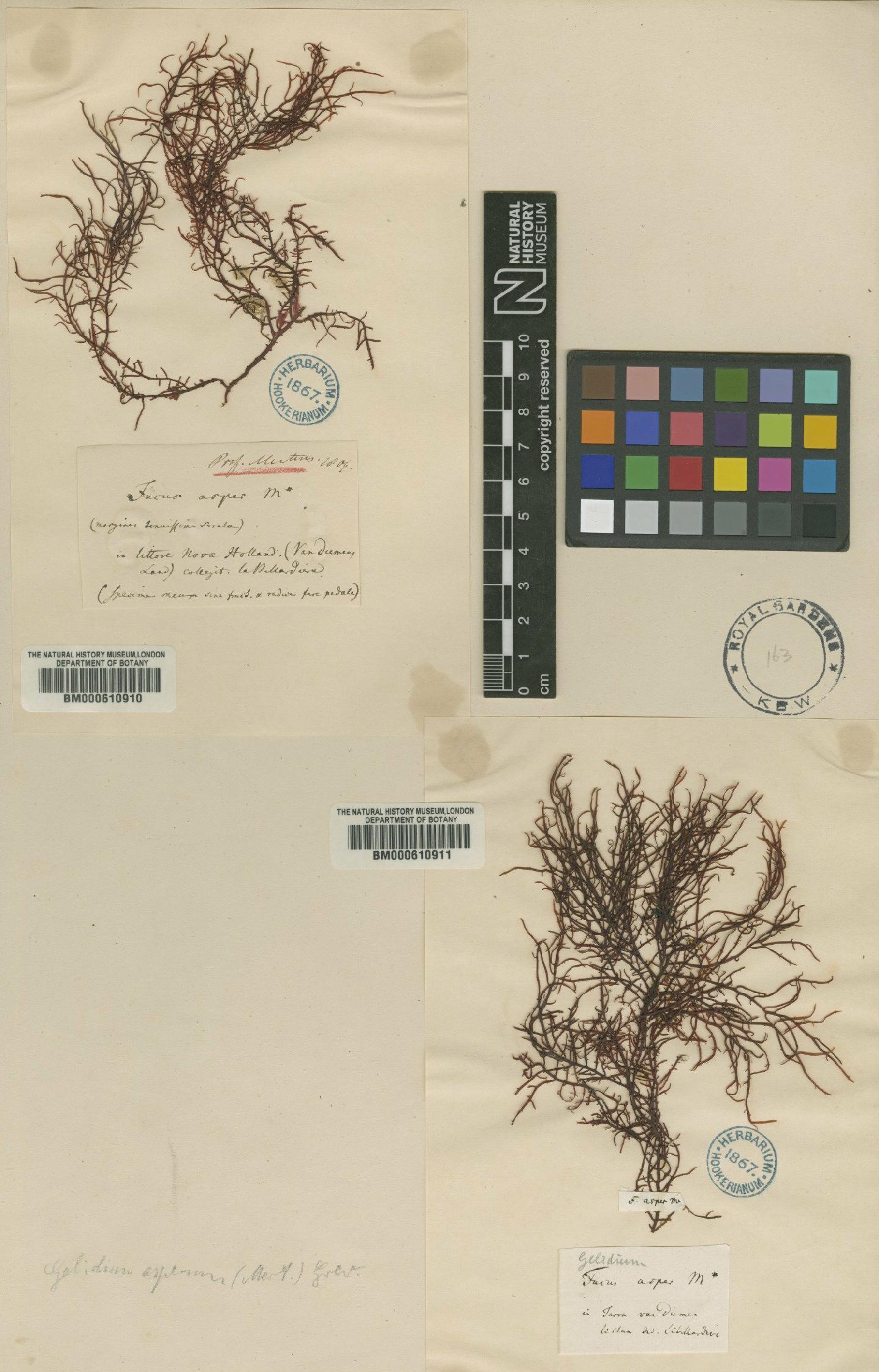 To NHMUK collection (Gelidium asperum (C.Agardh) Grev.; TYPE; NHMUK:ecatalogue:4789530)