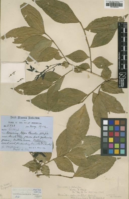 Merrillia caloxylon Swingle - BM000946608