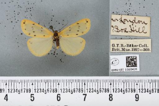 Setina irrorella (Linnaeus, 1758) - BMNHE_1660426_258862