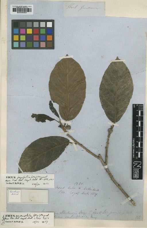 Ficus fagifolia (Miq.) Miq. - BM000993303