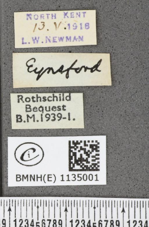 Callophrys rubi rubi (Linnaeus, 1758) - BMNHE_1135001_label_93450