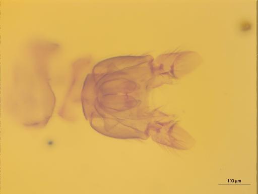 Mycetophila jenkinsoni Edwards, 1941 - 010626451_Mycetophila_jenkinsoni_M_mitis_HTBMNH236960_MG