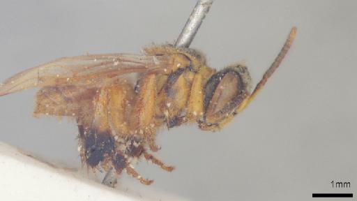 Trigona dorsalis Smith, F., 1854 - 010812597-NHMUK-Trigona_dorsalis-syntype-worker-habitus-lateral-right-1_6x