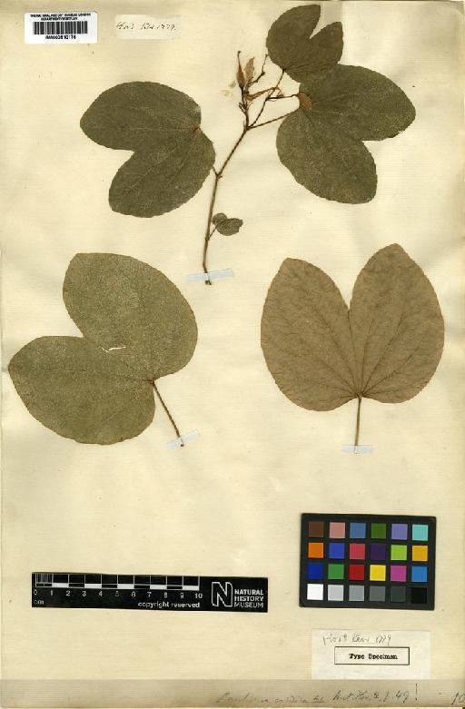 Bauhinia variegata var. candida (Aiton) Buch.-Ham. - BM000810176