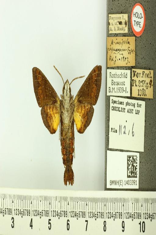 Macroglossum papuanum Rothschild & Jordan, 1903 - BMNH(E) 1403391 Macroglossum insipida papuanus HT ventral and labels