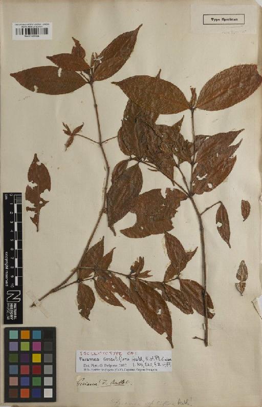 Faramea sessiliflora Aubl. - BM001122608