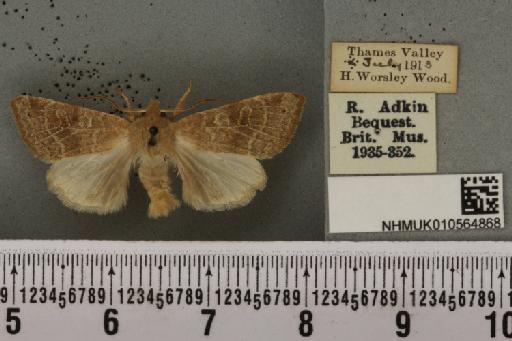 Cirrhia ocellaris ab. lineago Guenée, 1852 - NHMUK_010564868_622532