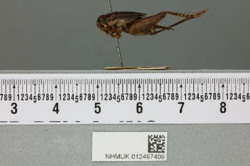 Velarifictorus aspersus (Walker, 1869) - 012497409_reverse