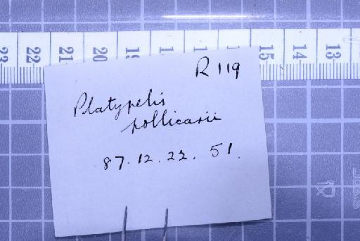 Cophyla pollicaris - 1947.2.10.38-pic7