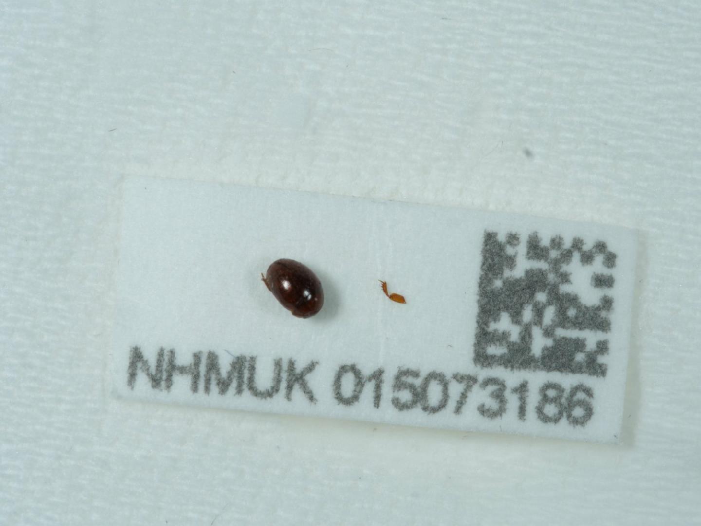 Liocyrtusa
