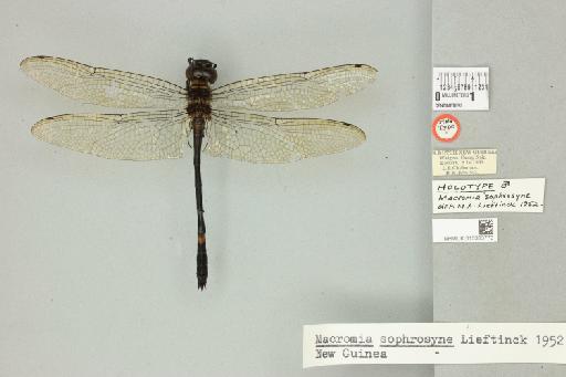 Macromia sophrosyne Lieftinck, 1952 - 013383773_dorsal