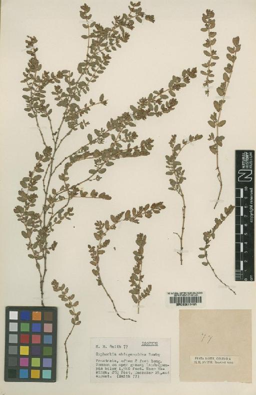 Euphorbia chiogenoides Rusby - BM000611491