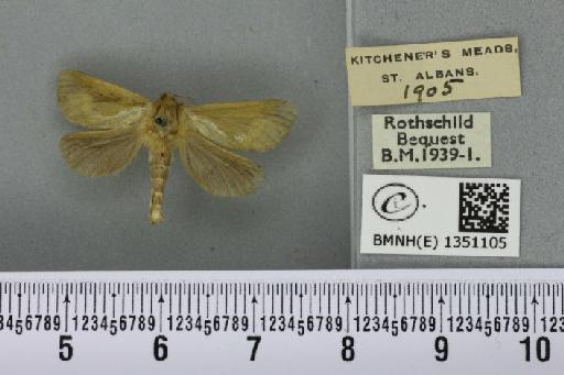 Korscheltellus lupulina ab. dacicus Caradja, 1893 - BMNHE_1351105_186224