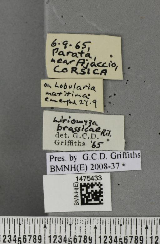 Liriomyza brassicae (Riley, C.V., 1884) - BMNHE_1475433_label_49236