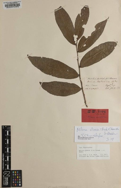 Miliusa dioeca (Roxb.) Chaowasku & Kessler - BM000595472