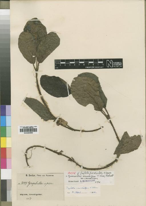 Hymenocoleus neurodictyon var. neurodictyon (Schum) Robbr - BM000903682