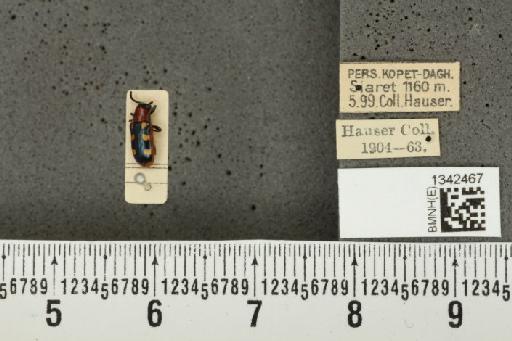 Crioceris (Crioceris) asparagi (Linnaeus, 1758) - BMNHE_1342467_11999