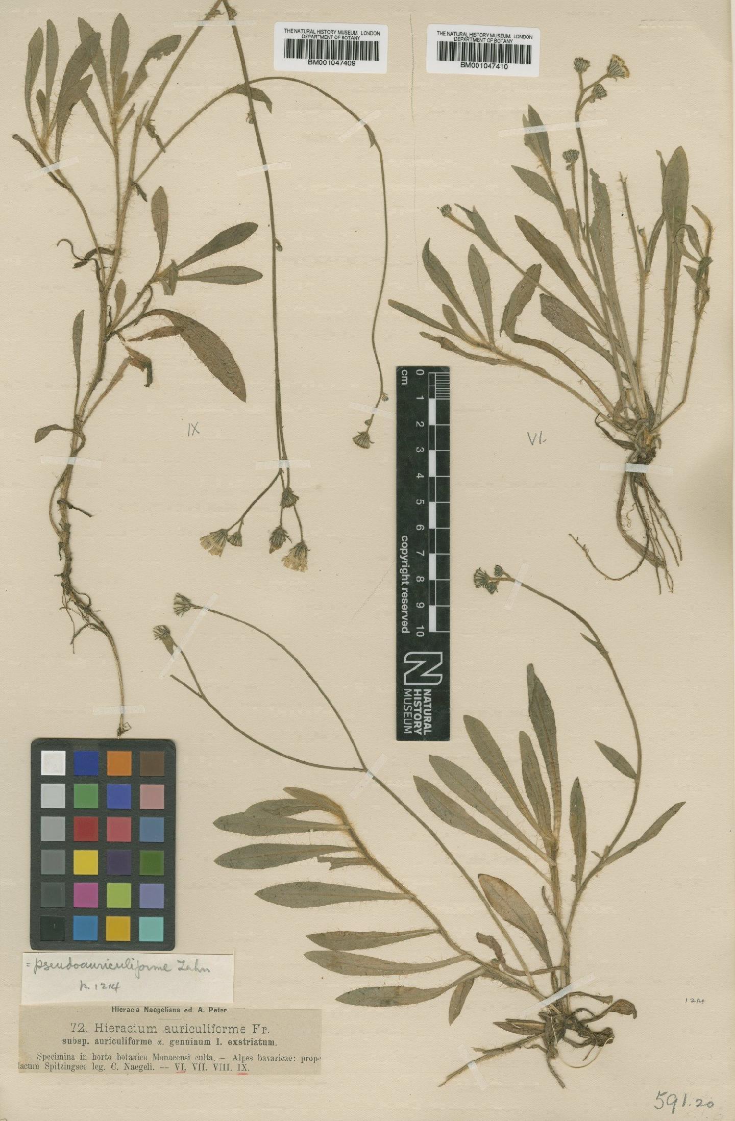 To NHMUK collection (Hieracium schultesii subsp. pseudauriculiforme Zahn; NHMUK:ecatalogue:2762568)
