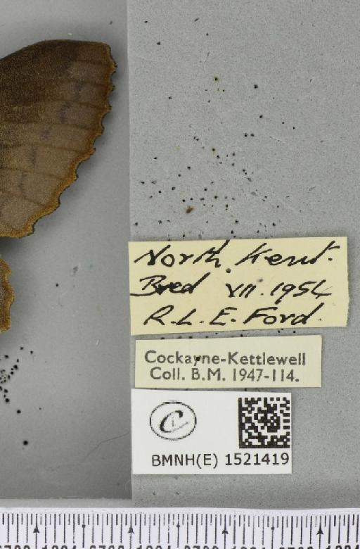 Gastropacha quercifolia (Linnaeus, 1758) - BMNHE_1521419_label_198490