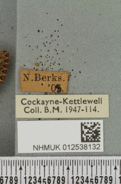 Mniotype adusta (Esper, 1790) - NHMUK_012538132_label_647287