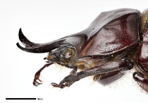 Strategus caymani Ratcliffe, 1976 - NHMUK010369449_head_lateral