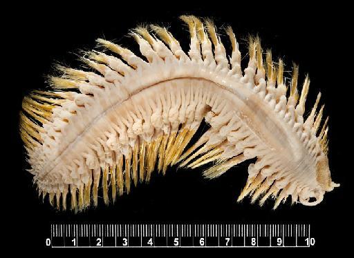 Eulagisca gigantea Monro, 1939 - Polychaete type specimen 1941.3.3.16 dorsal