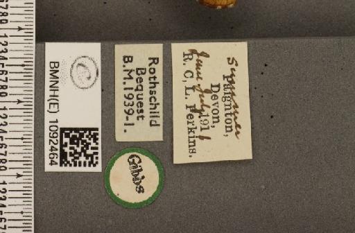 Pararge aegeria tircis ab. infrabrunnea Lempke, 1957 - BMNHE_1092464_label_3202