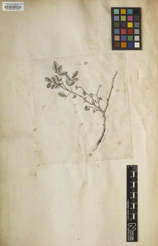 Schinus fagara L. - BM000589158