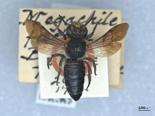 Megachile faceta Bingham, C.T., 1897 - 013379842_ NHMUK-Megachile_ faceta-type-female_1