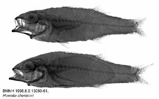Bathysphyraenops simplex Parr, 1933 - BMNH 1998.8.9.13060-61, Bathysphyraenops simplex, Radiograph