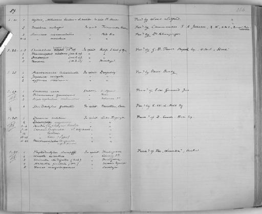 Hybrids alburnus x rutilus - Zoology Accessions Register: Reptiles & Fishes: 1878 - 1892: page 266