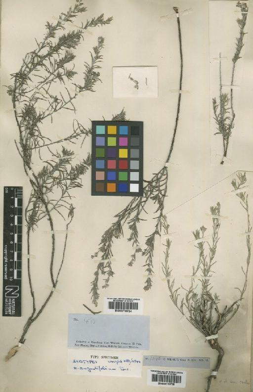 Heliotropium angustifolium Torr - BM000799725