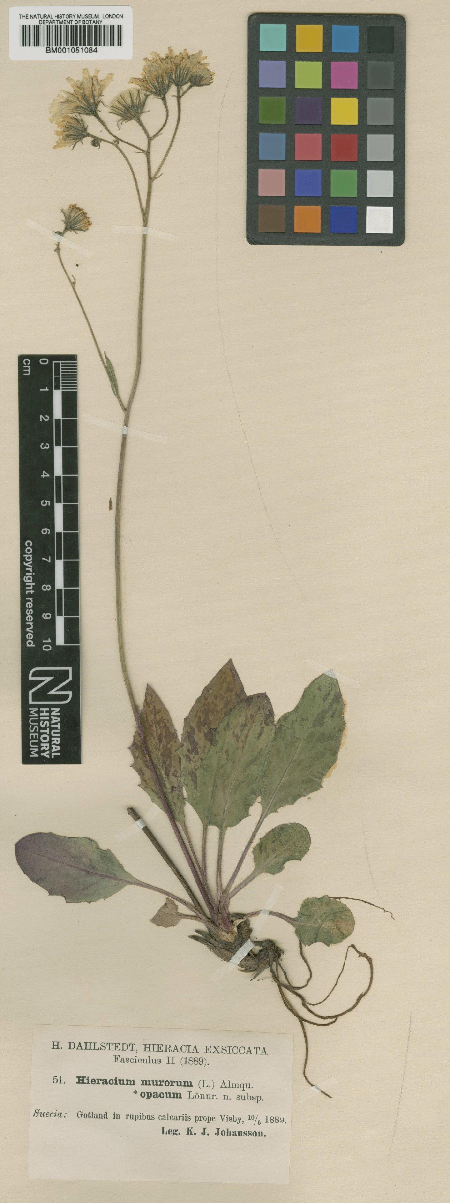 To NHMUK collection (Hieracium caesium subsp. opacum (Lönnr.) Zahn; TYPE; NHMUK:ecatalogue:2421265)