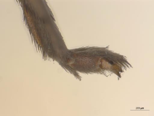 Orfelia nigricornis (Fabricius, 1805) - 010210680_Orfelia_nigricornis_MG_l