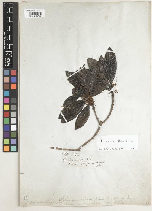 Tarenna corymbosa (Willd.) Pit. - BM014118049