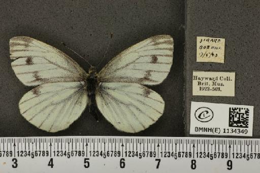 Pieris napi sabellicae Stephens, 1827 - BMNHE_1134349_88699