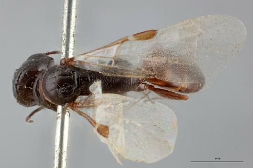 Prosapenesia princeps Benoit, P.L.G. - 010202083_Prosapenesia_princeps_dorsal_1