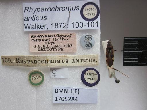 Rhyparochromus anticus Walker, 1872 - Rhyparochromus anticus-BMNH(E)1705284-Lectotype Female Labels 2