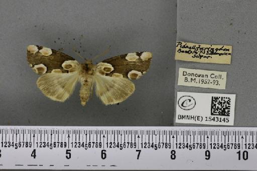 Thyatira batis (Linnaeus, 1758) - BMNHE_1543145_234766