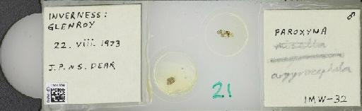 Campiglossa argyrocephala (Loew, 1844) - BMNHE_1501504_57526