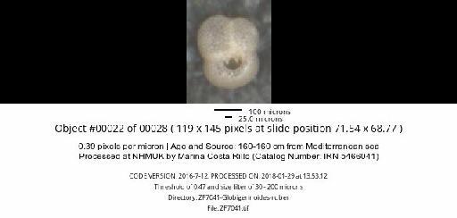 Globigerinoides ruber (d'Orbigny) - ZF7041-Globigerinoides-ruber_obj00022_plane000.jpg