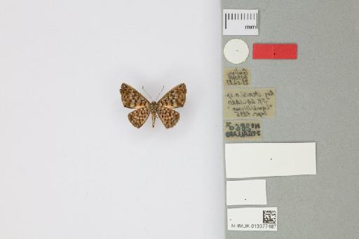 Argyrogrammana denisi Gallard, 1995 - 013377487_Argyrogrammana_denisi_Gallard_1995_PT_1