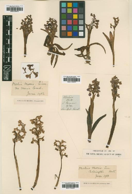 Anacamptis morio (L.) R.M.Bateman, Pridgeon & M.W.Chase - BM001054933.tif