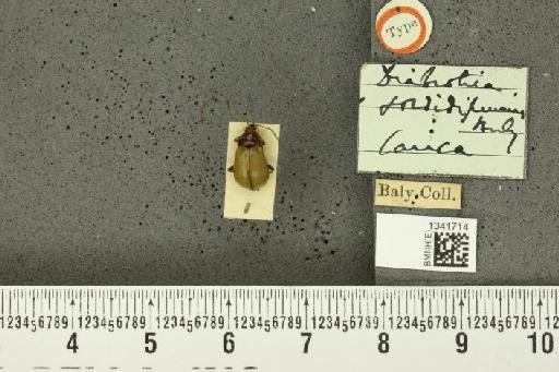 Gynandrobrotica sordidipennis (Baly, 1889) - BMNHE_1341714_23688