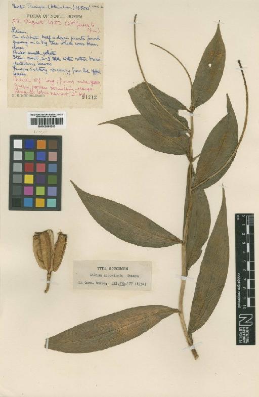 Lilium arboricola Stearn - BM000895362