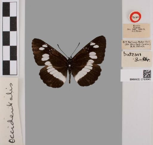 Neptis occidentalis Rothschild - BMNH(E)#1719045_Neptis_occidentalis_batesii_Hall_type_female_labels