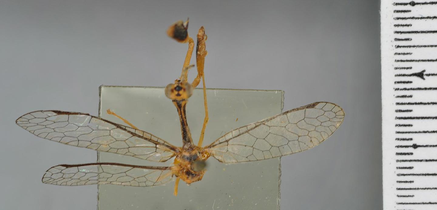 Mantispa lineolata