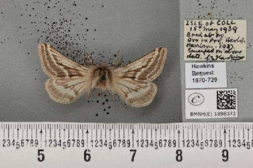 Lycia zonaria atlantica (Harrison, 1938) - BMNHE_1898372_491244